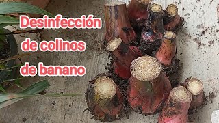 Cómo desinfectar colinos semilla de banano o de plátano [upl. by Queen224]