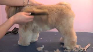 Grooming Guide  Lhasa Apso Pet or Salon Trim  Pro Groomer [upl. by Notnilk893]