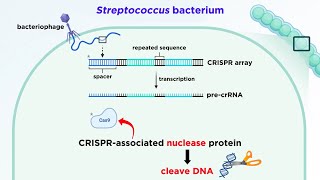 CRISPRCas9 Genome Editing Technology [upl. by Lleznov]