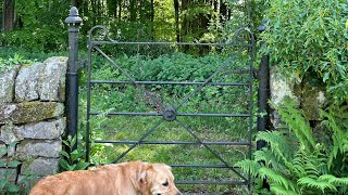 Lord Duncombe’s gardens 🌸 englishgardens renovation abandoned [upl. by Atteyram144]