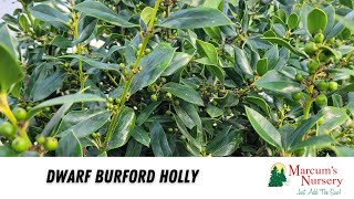 Dwarf Burford Holly [upl. by Eisteb]