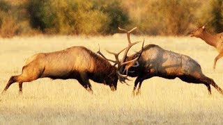 Combat de wapitis impressionnant  ZAPPING SAUVAGE [upl. by Parshall]