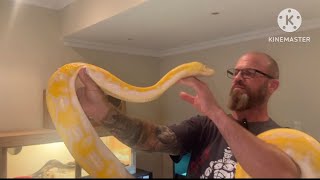 Reticulated Python Tiger Lavender Albino and Motley het Lavender Albino😎💥 [upl. by Drexler]