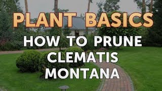 How to Prune Clematis Montana [upl. by Godart781]