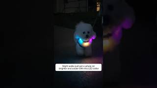 Keep your pet safe and stylish with this bright LED collar for night walks PetSafety dogcollar [upl. by Joyce]