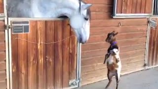 Baby Goat Meets Horse  Animal Best Friends [upl. by Nurat689]