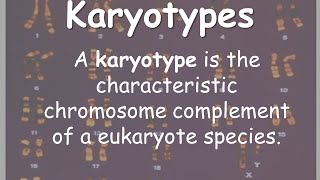 Karyotypes [upl. by Ylam]