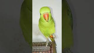 parrot talkingparrot parrottalking [upl. by Estey]