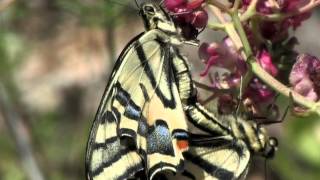 Documentary Tracking the Alexanor Papilio alexanor [upl. by Rutherford494]