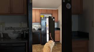 Service Dog Open Fridge servicedog dogtricks [upl. by Ecienal]