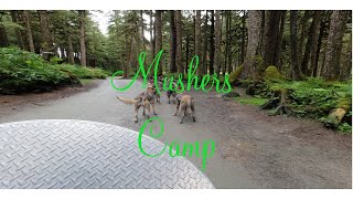 Mushers Camp Dog sledding summer camp [upl. by Airdnekal]