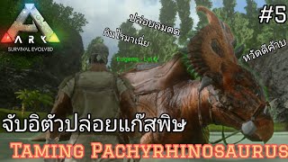 จับอิตัวปล่อยแก๊สพิษเหม็นยันปากซอย Taming PachyrhinosaurusArk Survival Evolved Mobile [upl. by Millburn]