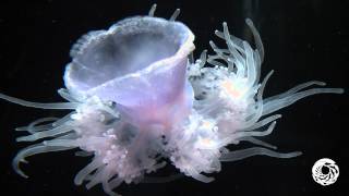 The Crown Jelly Simply Stunning [upl. by Rednaxela]