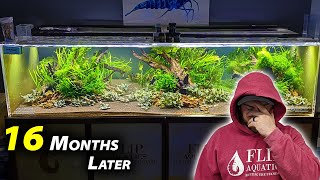 1000 shrimp INTO MONSTER 480 AQUARIUM 16 months later [upl. by Lehcnom]