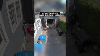 Coyote chases little girl through yard of Oregon home [upl. by Kelleher769]