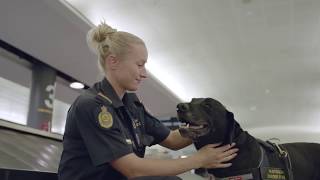 A Day in the Life of Airport Detector Dogs [upl. by Osner]