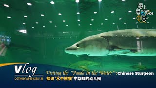 Vlog Visiting the Panda in the Water Chinese Sturgeon [upl. by Steddman]