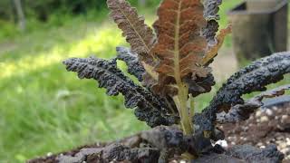 Boswellias  Repotting again [upl. by Letnuahs603]