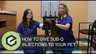 How To Give Prescribed Sub Q Injections to Your Pet [upl. by Nilok776]