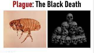 RatFleaYersinia Three Deadly Culprits of Plague  Black Death  Pneumonic amp Bubonic Plague [upl. by Lapotin]