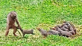 Baboon Throws Mongooses by their Tails [upl. by Stanly842]