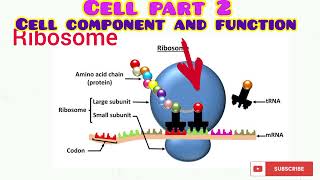 CELL PART 2 [upl. by Macdonald]