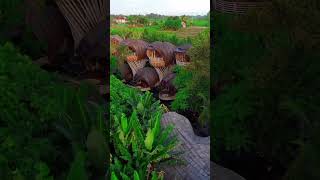 Beautiful Hotels in Bali [upl. by Annaoj348]