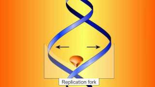 Fluoroquinolones Mechanisms of Action and Resistance [upl. by Arriek]