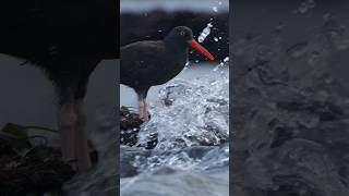 I’ve seen black oystercatchers take some splashes before but never really ride out a flow of water [upl. by Ojillib480]