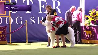 Kuvaszok  Breed Judging 2024 [upl. by Alpers292]