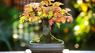 Crataegus laevigata Bonsai [upl. by Guillermo]