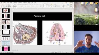 Histology of the Digestive system part 2 [upl. by Jerri840]