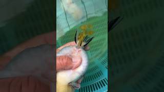 Goldfish Breeding breeding goldfish at homehow to breed goldfishdiy breeding goldfish [upl. by Noneek]