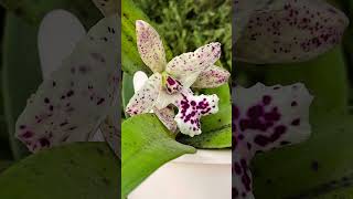 🥳Celebration🎉 of First Time Blooming Cattleya ninjaorchids cattleya shorts orchidcare bloom [upl. by Haleak]