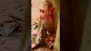 Lovely baby monkey Luno animals babyanimal babymonkey cute monkey [upl. by Aivatnuahs88]