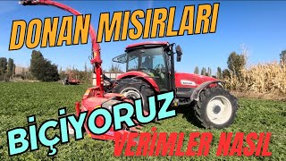 BAŞAK 2105s MISIR SİLAJI YAPIMI MISIRLARI DON VURDU KAMYONU BATIRDIKCengizÇaylıIlaydaAltntas [upl. by Ibson923]