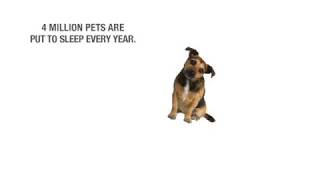 Adopt A Pet CLIO Award Winning Advertisement [upl. by Guttery]