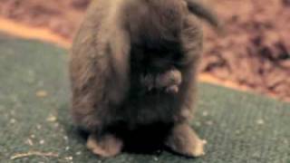 Luna the mini lop cleans herself [upl. by Amehr]