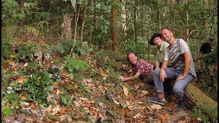 SUR LES TRACES DU quotBEGONIA BLANCIIquot  MALAISIE amp PALAWAN PHILIPPINES [upl. by Iny]