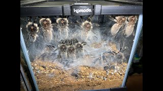 Monocentropus balfouri 30juvies to rehouse all together uploaded [upl. by Blackmore227]