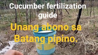 Unang abono sa Batang pipino Cucumber fertilization guide [upl. by Edas698]