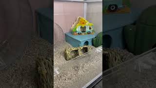 How to Clean your Hamster Enclosure  Cleaning Tips for Hamster Homes  Hamster Care  Pets [upl. by Akeirahs]