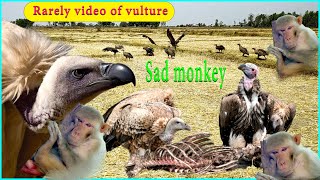 When monkey dead vulture eating dead monkey  vulture eat dead animals  Beautiful wild life [upl. by Kaule]