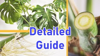 How To Propagate MONSTERA DELICIOSA 2 EASY Ways DETAILED [upl. by Quartas]