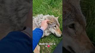 Frøya one of the wolves at Polar park 😁🐺 youtubecreatorcommunity [upl. by Ijat212]