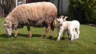 Mes moutons et agneaux [upl. by Sue]