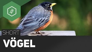 Vögel [upl. by Naugal684]