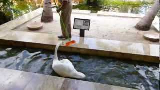 mute swan attacks maintenance guy [upl. by Shaughnessy731]