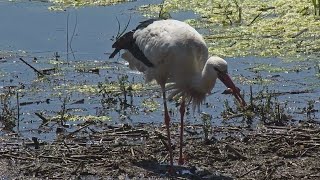 CIGÜEÑA CAPTURANDO CANGREJOS  PN Tablas de Daimiel Ciudad Real España [upl. by Lindy]