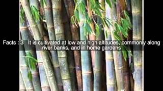 Dendrocalamus giganteus Top 7 Facts [upl. by Ayocat759]